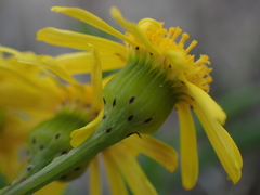 Senecio litorosus