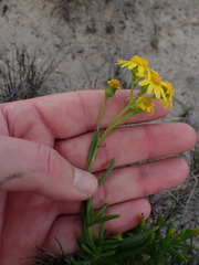 Senecio litorosus