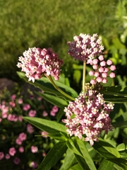 Asclepias incarnata