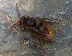 Vespula koreensis