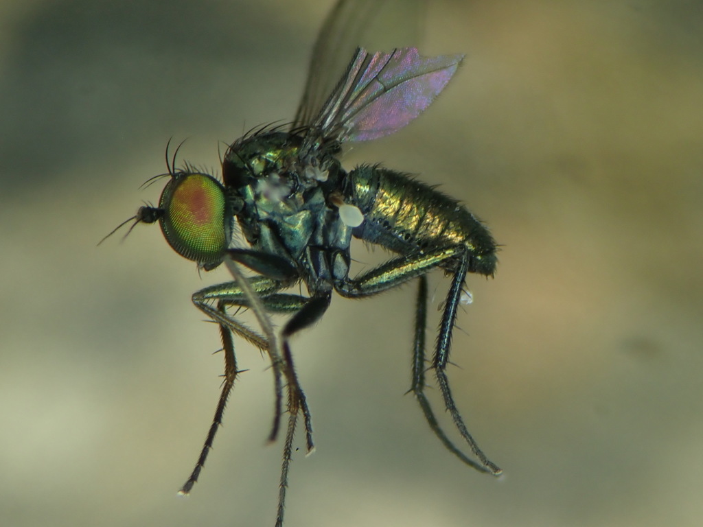 Chrysotus blepharosceles