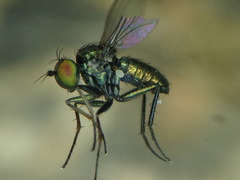 Chrysotus blepharosceles