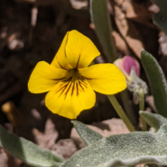 Viola pinetorum grisea