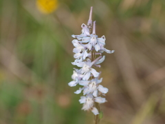 Delphinium carolinianum virescens