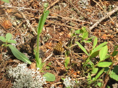 Epelis truncataria
