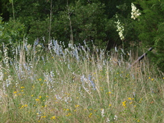 Delphinium carolinianum virescens