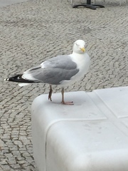 Larus argentatus