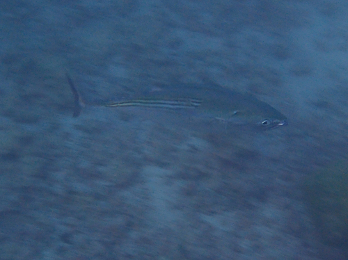 Euthynnus lineatus