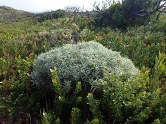 Achyranthemum argenteum