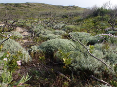 Achyranthemum argenteum