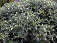 Achyranthemum argenteum