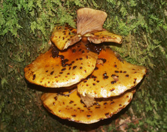 Pholiota glutinosa