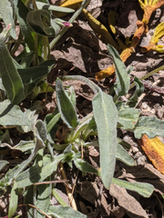Viola pinetorum grisea