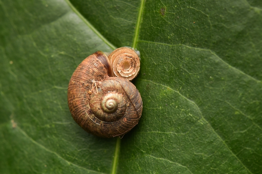 Leptopomoides