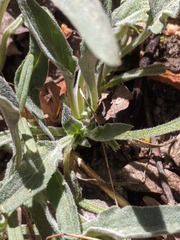 Viola pinetorum grisea