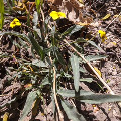 Viola pinetorum grisea