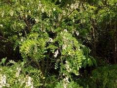 Robinia pseudoacacia
