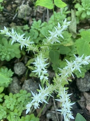 Sedum glaucophyllum