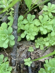 Sedum glaucophyllum