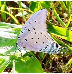 Pseudolycaena marsyas