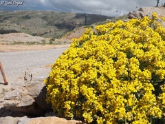 Alyssum baumgartnerianum