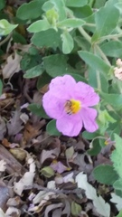 Cistus