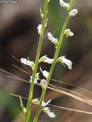 Anarrhinum forskaohlii