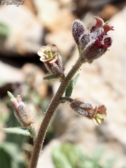 Anchonium billardierei