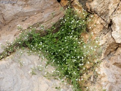 Arenaria deflexa