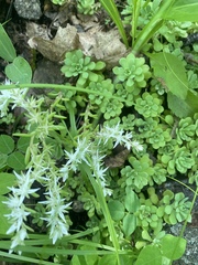 Sedum glaucophyllum