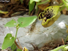 Aristolochia paecilantha
