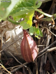 Aristolochia scabridula