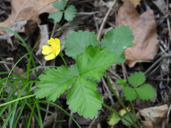 Potentilla simulatrix