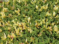 Astragalus angustifolius