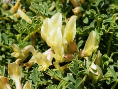 Astragalus angustifolius