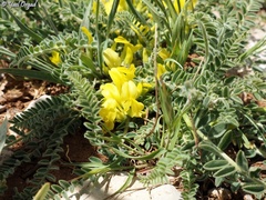 Astragalus pinetorum