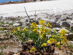 Barbarea vulgaris brachycarpa