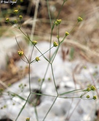 Bupleurum libanoticum