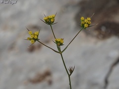 Bupleurum libanoticum