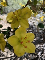 Fremontodendron californicum