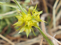 Bupleurum nodiflorum