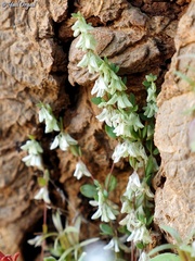 Callipeltis cucullaris