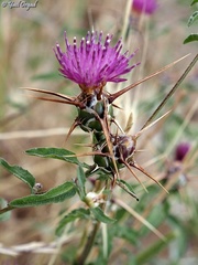 Centaurea iberica