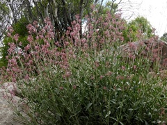 Centranthus longiflorus