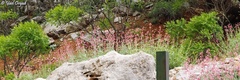 Centranthus longiflorus