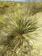 Dasylirion leiophyllum