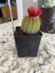 Trichocereus huascha