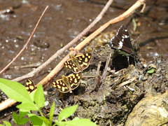 Carterocephalus longimaculatus