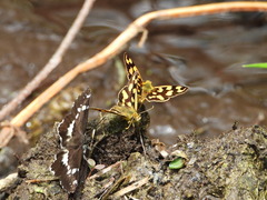 Carterocephalus longimaculatus