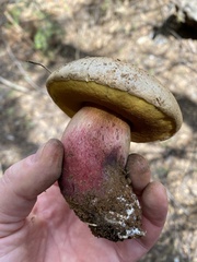 Caloboletus frustosus